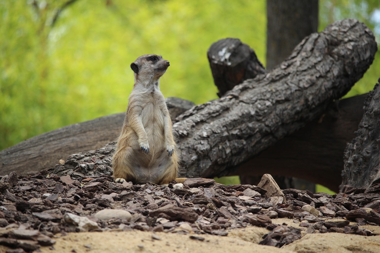 Meerkat, Zoologijos Sodas, Gyvūnai, Nemokamos Nuotraukos,  Nemokama Licenzija