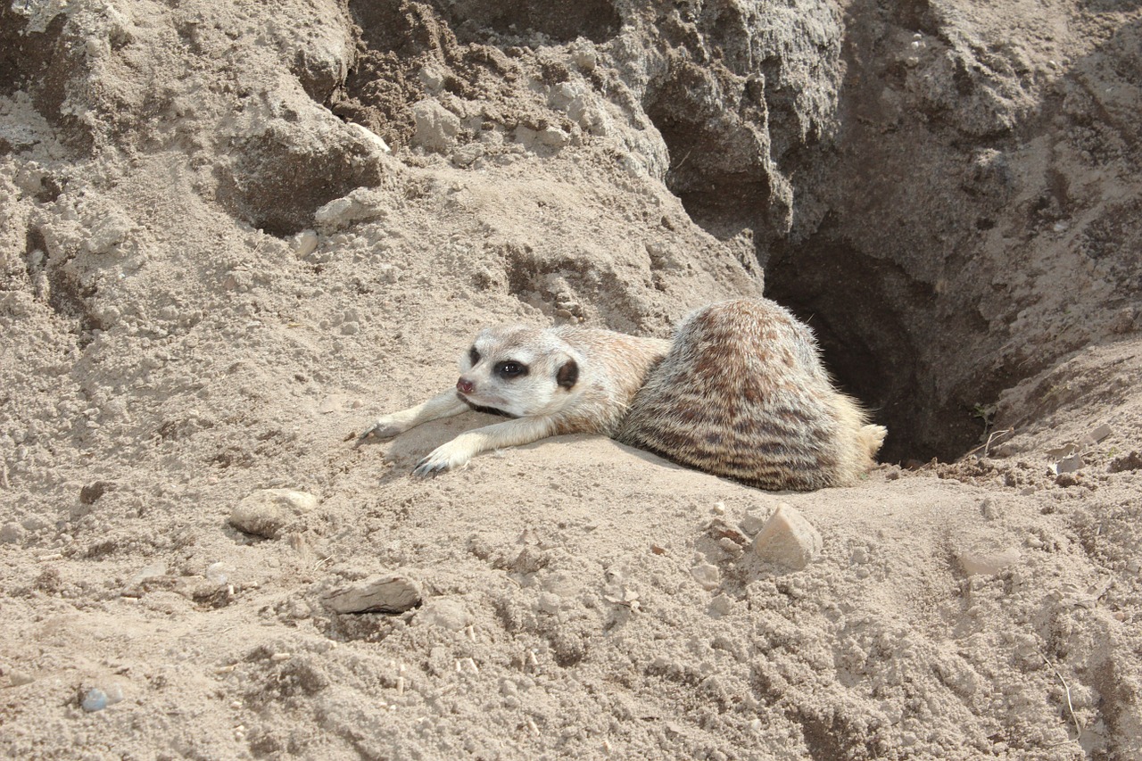 Meerkat, Suricata Suricatta, Meercat, Scharrtier, Mangoze, Zoologijos Sodas, Gamta, Gyvūnas, Žiūrėti, Apsaugai