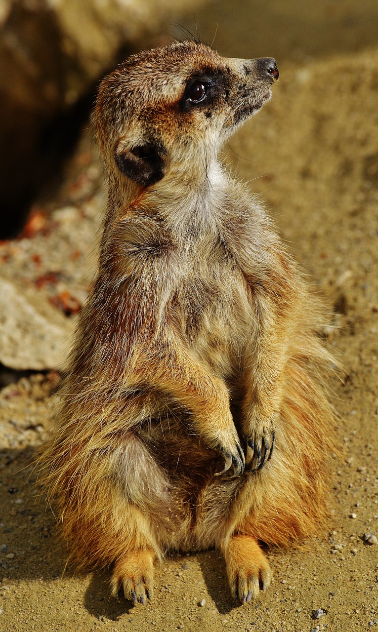 Meerkat, Gyvūnas, Gamta, Zoologijos Sodas, Tiergarten, Mažas, Kailis, Mielas, Žinduolis, Žavus