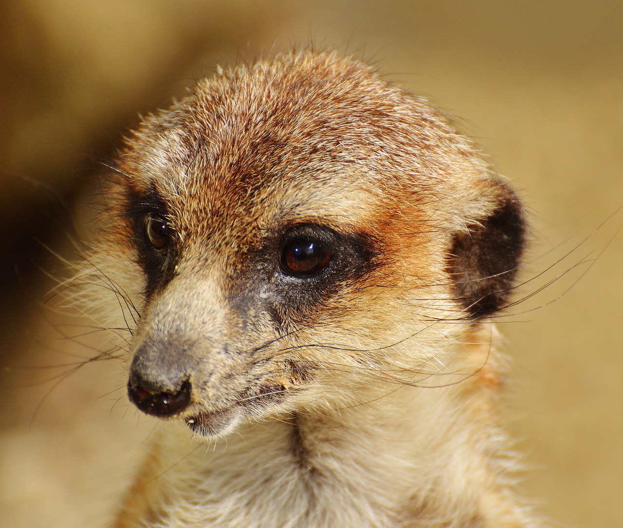 Meerkat, Gyvūnas, Gamta, Zoologijos Sodas, Tiergarten, Mažas, Kailis, Mielas, Žinduolis, Žavus