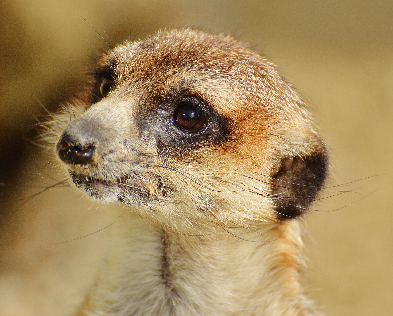 Meerkat, Gyvūnas, Gamta, Zoologijos Sodas, Tiergarten, Mažas, Kailis, Mielas, Žinduolis, Žavus