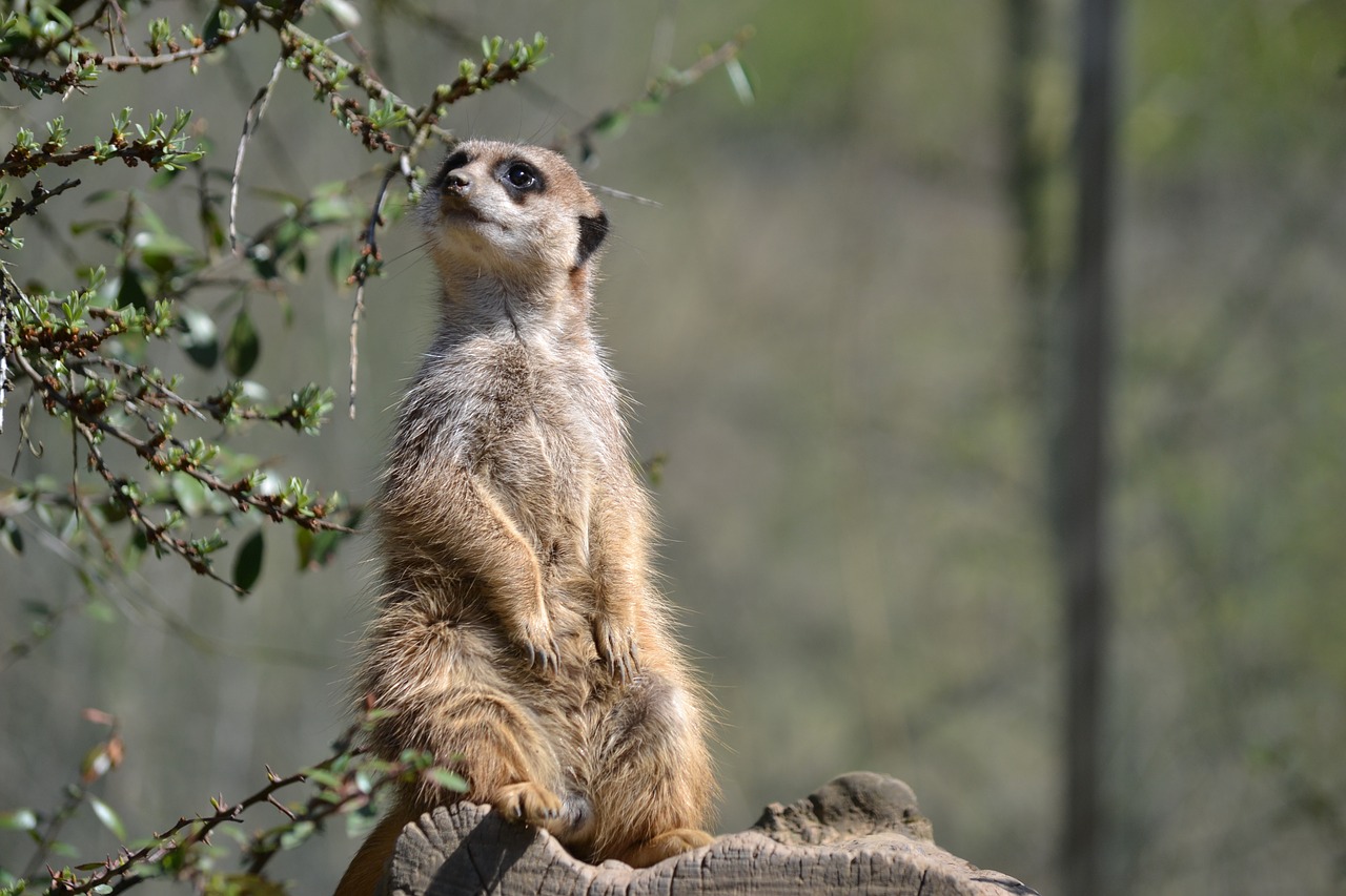 Meerkat, Žiūrėti, Zoologijos Sodas, Vadovas, Saugok Akis, Apsauga, Nemokamos Nuotraukos,  Nemokama Licenzija