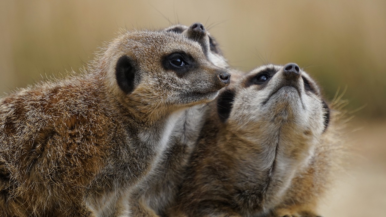 Meerkat, Laukiniai, Gyvūnas, Laukinė Gamta, Žinduolis, Gamta, Afrika, Dykuma, Šeima, Natūralus