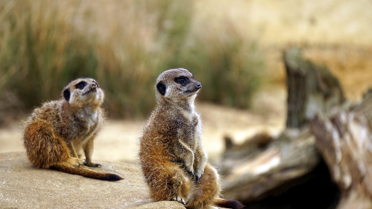 Meerkat, Laukiniai, Gyvūnas, Laukinė Gamta, Žinduolis, Gamta, Afrika, Dykuma, Šeima, Natūralus