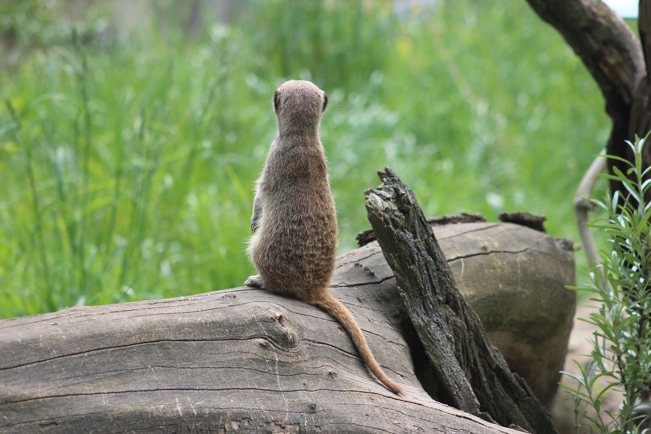 Meerkat, Žinduoliai, Kailis, Įdomu, Tiergarten, Gyvūnas, Nemokamos Nuotraukos,  Nemokama Licenzija