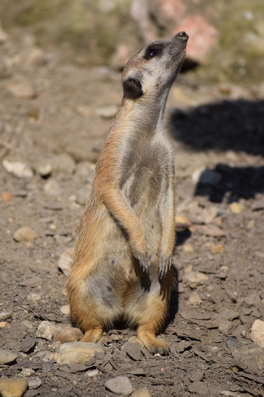 Meerkat, Zoologijos Sodas, Gyvūnas, Nemokamos Nuotraukos,  Nemokama Licenzija