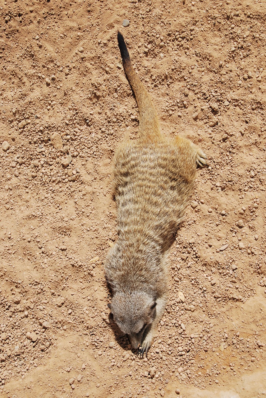 Meerkat, Gyvūnas, Gulintis, Laukinė Gamta, Gamta, Žinduolis, Kamufliažas, Smėlis, Ruda, Nemokamos Nuotraukos