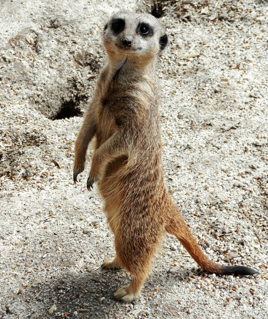 Meerkat, Gamta, Žinduolis, Gyvūnas, Laukinė Gamta, Mielas, Budrus, Saugokis, Stovintis, Nemokamos Nuotraukos