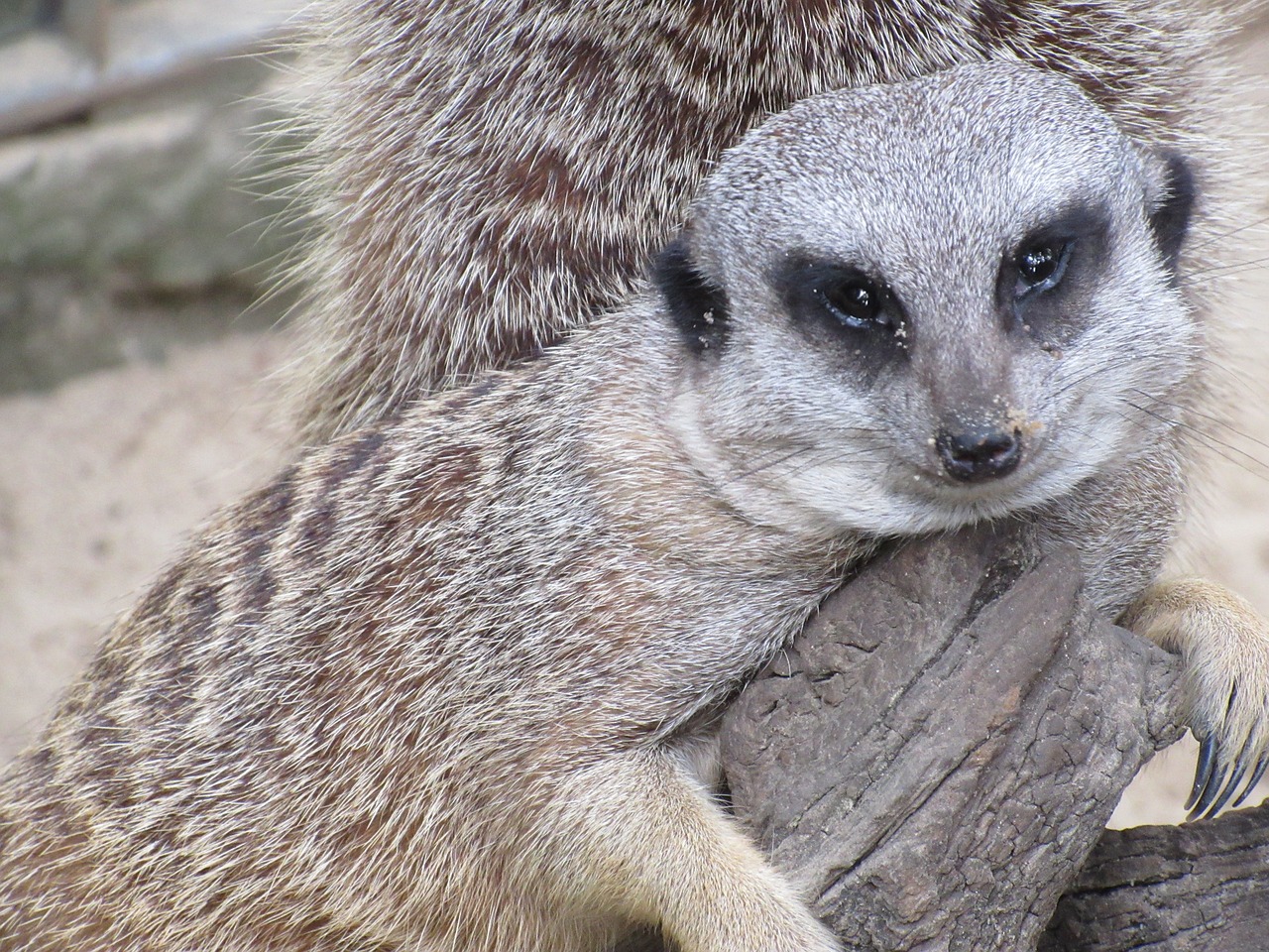 Meerkat, Zoologijos Sodas, Tingus, Rūpestis, Nemokamos Nuotraukos,  Nemokama Licenzija