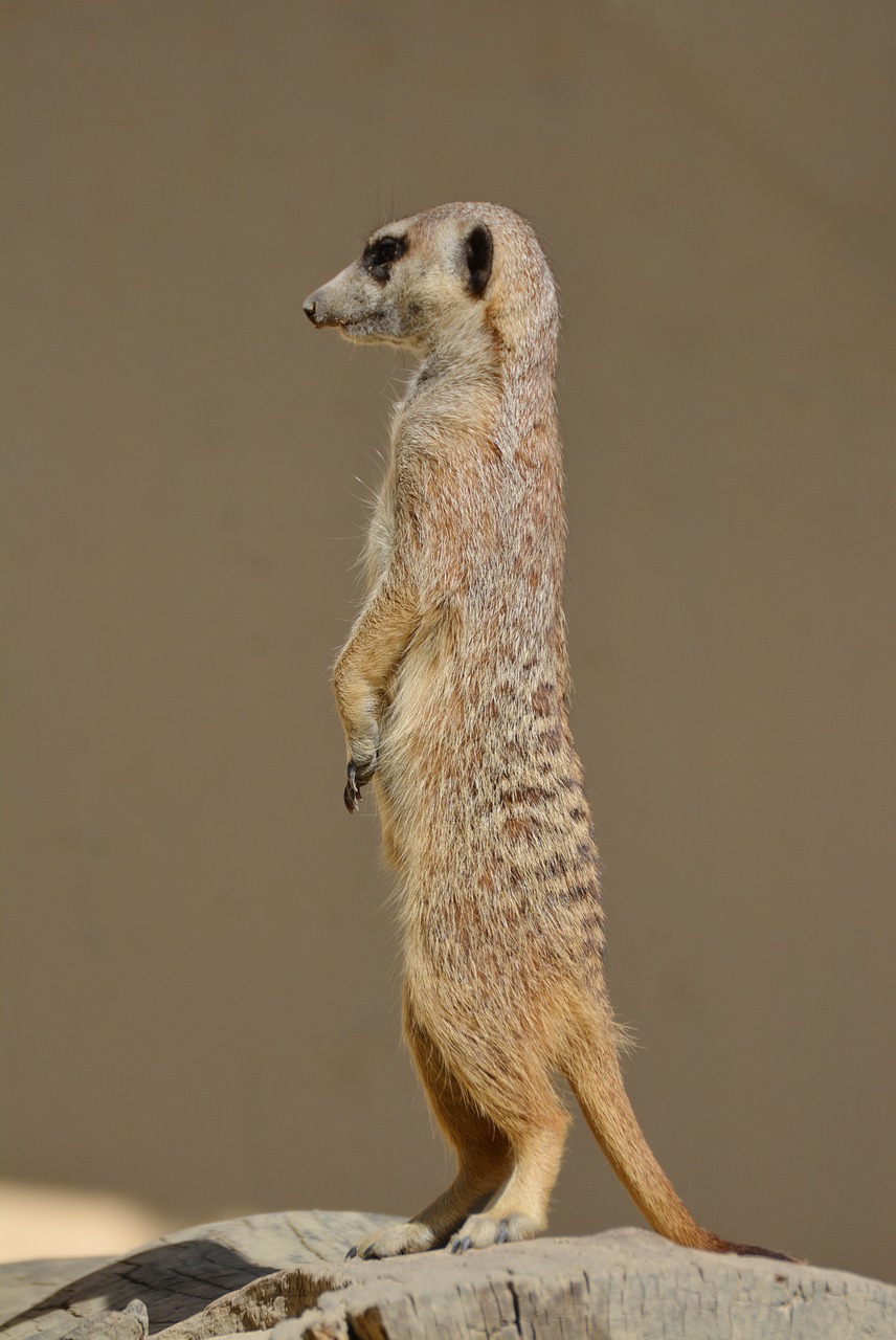 Meerkat, Meercat, Scharrtier, Žiūrėti, Budrus, Ausschau, Dėmesio, Apsauga, Įdomu, Apsauginis