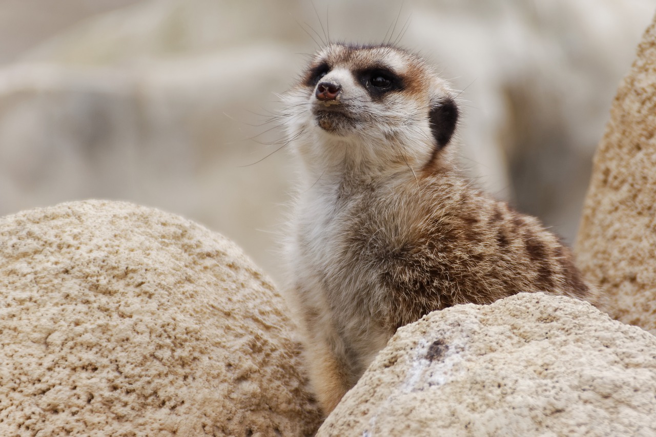 Meerkat, Gyvūnas, Zoologijos Sodas, Apsauga, Laukinės Gamtos Fotografija, Nemokamos Nuotraukos,  Nemokama Licenzija