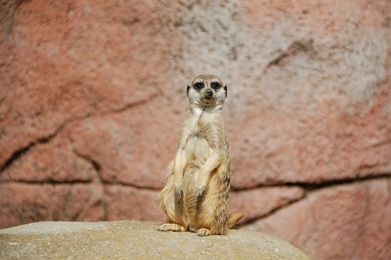 Meerkat, Afrika, Gyvūnas, Laukiniai, Gyvūnai, Zoologijos Sodas, Nemokamos Nuotraukos,  Nemokama Licenzija