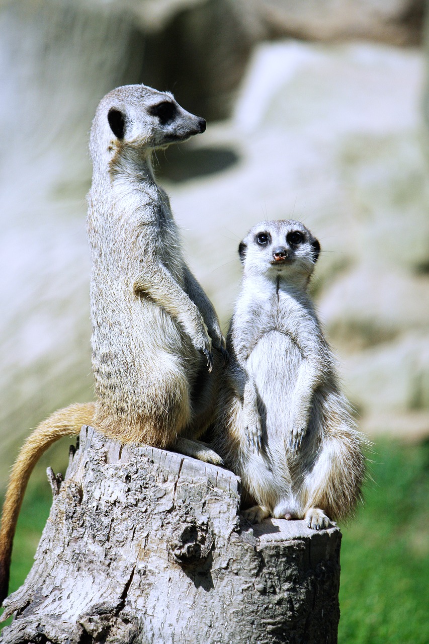 Meerkat, Suricata Suricatta, Meercat, Scharrtier, Mėsėdžiai, Zoologijos Sodas, Gyvūnai, Uždaryti, Žinduolis, Nemokamos Nuotraukos