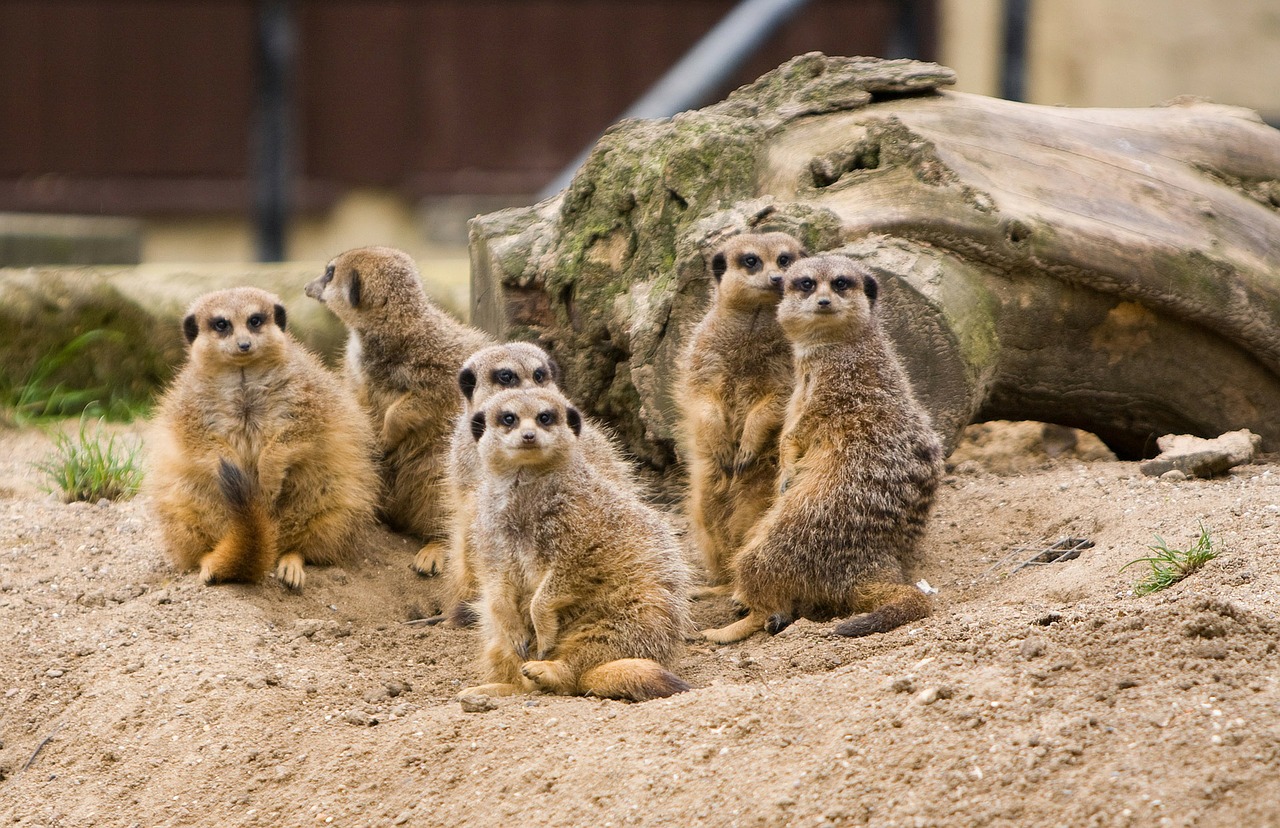 Meerkat, Meerkats, Šeima, Grupė, Gyvūnas, Gyvūnai, Laukinė Gamta, Mielas, Gražus, Vaizdas