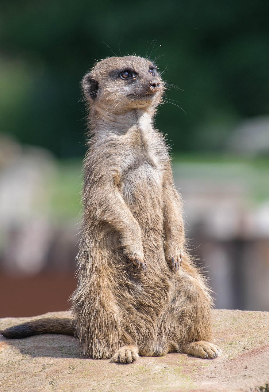 Meerkat, Zoologijos Sodas, Budrus, Mielas, Nemokamos Nuotraukos,  Nemokama Licenzija