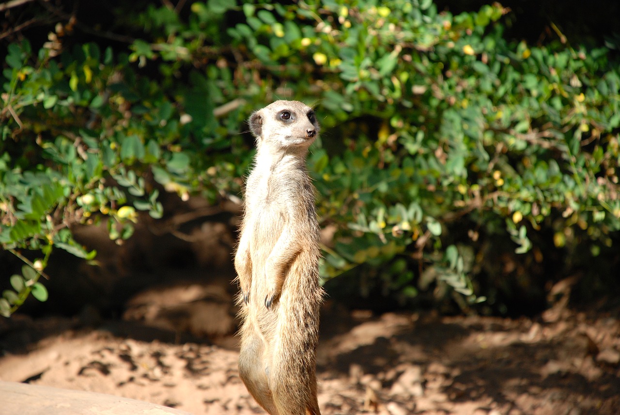 Meerkat, Mielas, Gyvūnas, Įdomu, Zoologijos Sodas, Juokinga, Žiūrėti, Nemokamos Nuotraukos,  Nemokama Licenzija