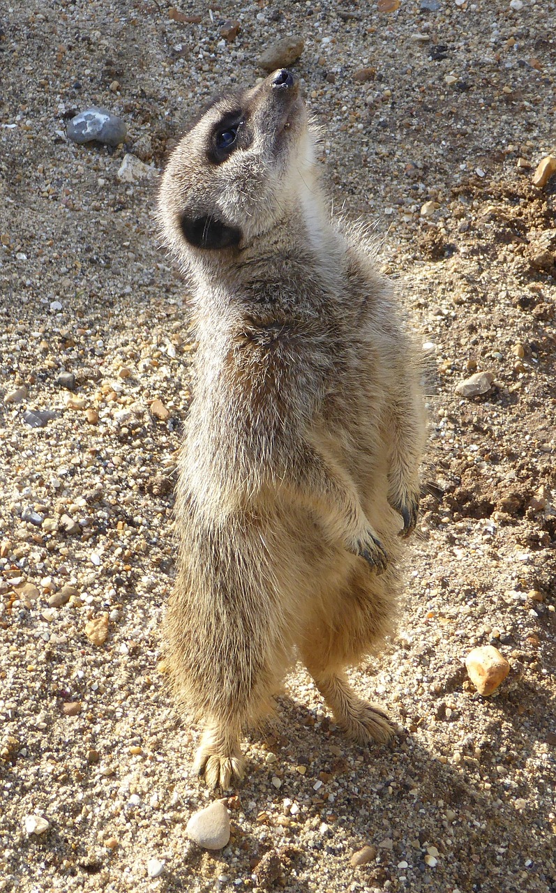 Meerkat, Gyvūnas, Laukinė Gamta, Zoologijos Sodas, Gamta, Laukiniai, Nemokamos Nuotraukos,  Nemokama Licenzija