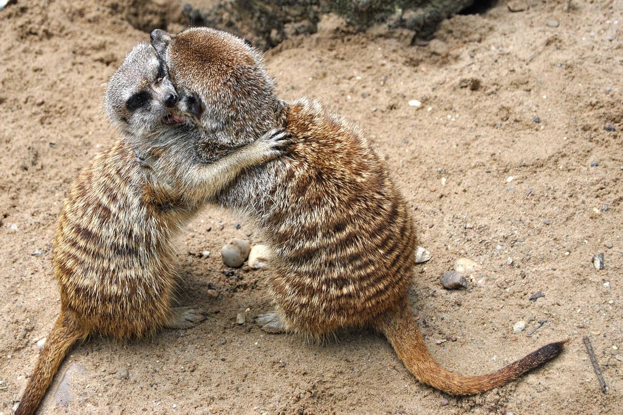 Meerkat, Gyvūnas, Žinduolis, Zoologijos Sodas, Parkas, Juokinga, Nemokamos Nuotraukos,  Nemokama Licenzija