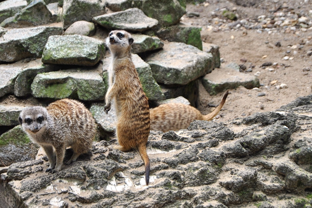 Meerkat, Žurnalas, Gyvūnas, Žinduolis, Zoologijos Sodas, Parkas, Nemokamos Nuotraukos,  Nemokama Licenzija