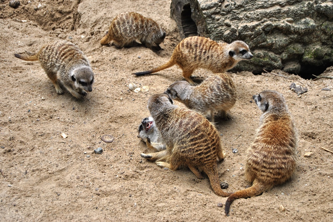 Meerkat, Žurnalas, Gyvūnas, Žinduolis, Zoologijos Sodas, Parkas, Nemokamos Nuotraukos,  Nemokama Licenzija