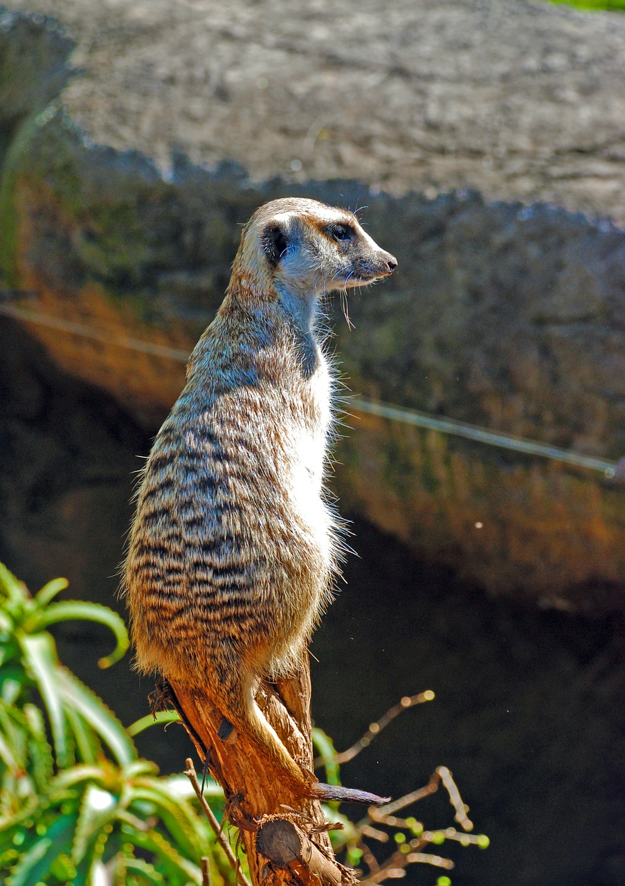 Meerkat, Zoologijos Sodas, Gyvūnas, Laukinė Gamta, Laukiniai, Zoologija, Žinduolis, Rūšis, Dykuma, Aplinka