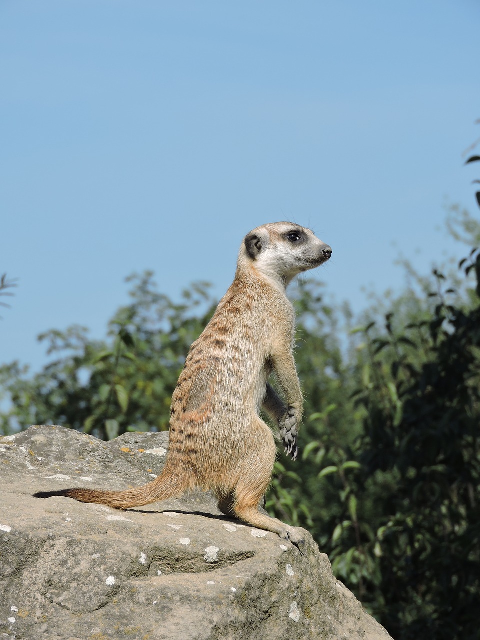 Meerkat, Zoologijos Sodas, Vaizdas, Nemokamos Nuotraukos,  Nemokama Licenzija