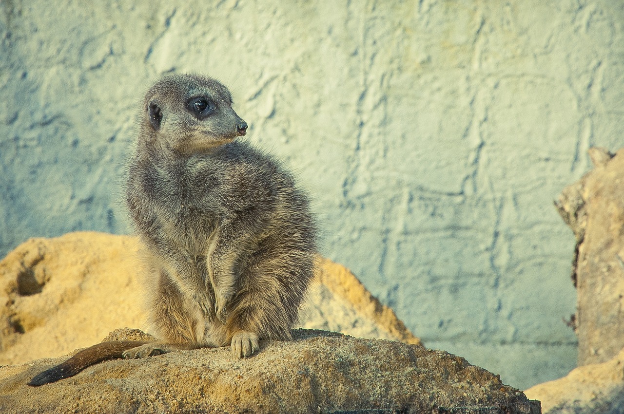 Meerkat, Akmuo, Laukinis Gyvūnas, Gyvūnų Pasaulis, Gamta, Gyvūnas, Laukiniai, Gyvūnų Portretas, Zoologijos Sodas, Žinduoliai