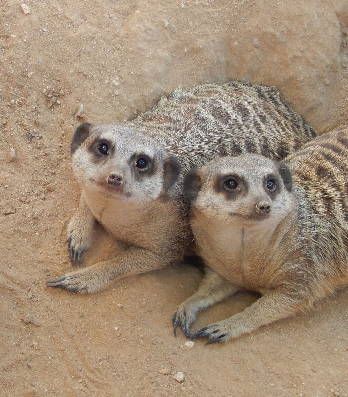 Meerkat, Du Meerkats, Žinduolis, Laukiniai, Gamta, Laukinė Gamta, Gyvūnas, Afrika, Zoologijos Sodas, Ruda