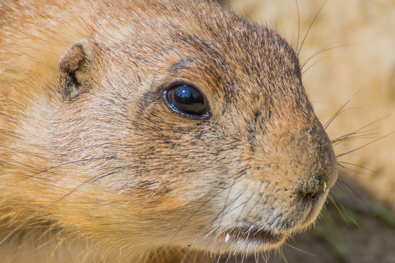 Meerkat, Mažas, Zoologijos Sodas, Gyvūnas, Mielas, Kailis, Nemokamos Nuotraukos,  Nemokama Licenzija