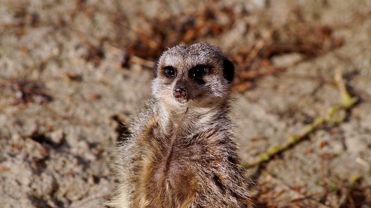 Meerkat, Timon, Gamta, Zoologijos Sodas, Gyvūnas, Gyvūnai, Žinduolis, Laukiniai, Nemokamos Nuotraukos,  Nemokama Licenzija