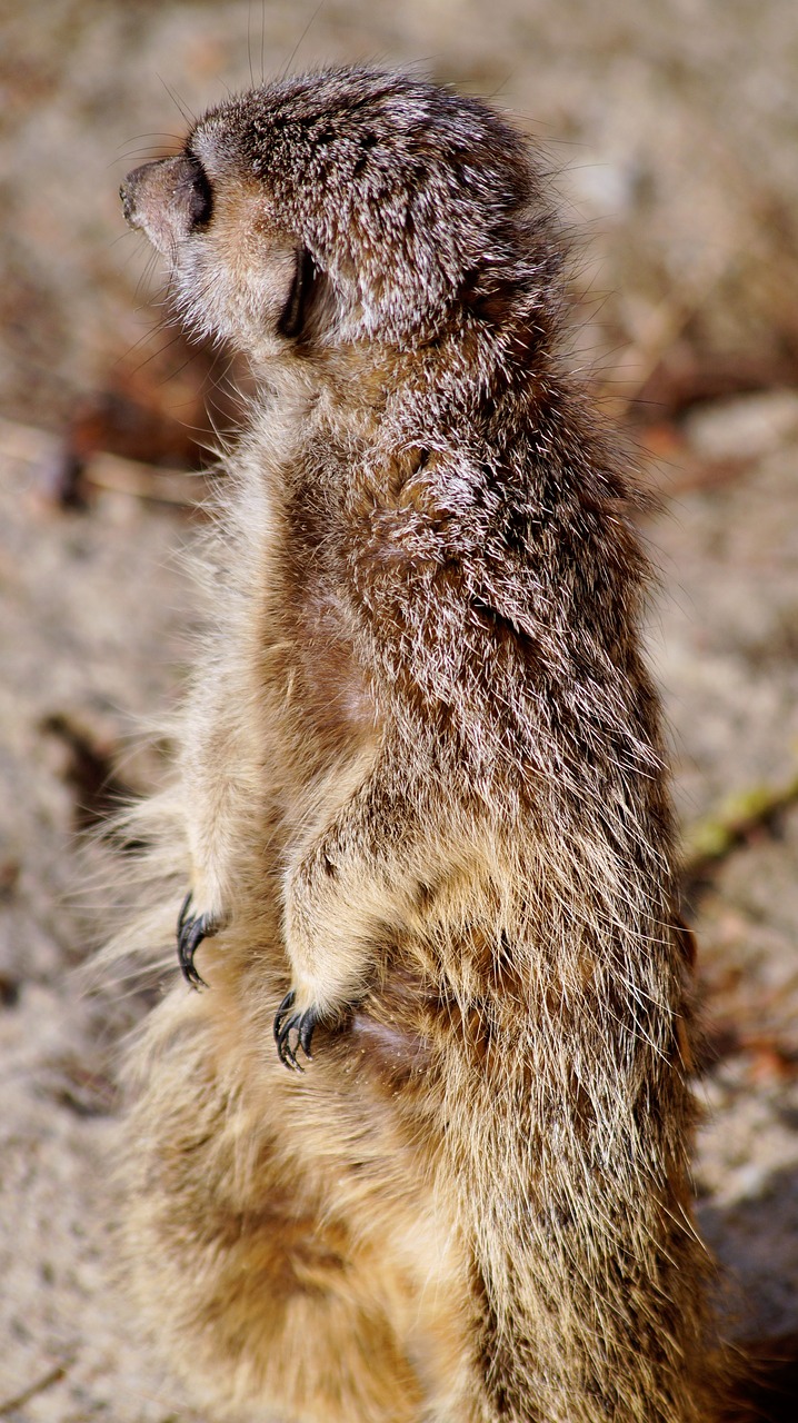 Meerkat, Timon, Gamta, Zoologijos Sodas, Gyvūnas, Gyvūnai, Žinduolis, Laukiniai, Nemokamos Nuotraukos,  Nemokama Licenzija