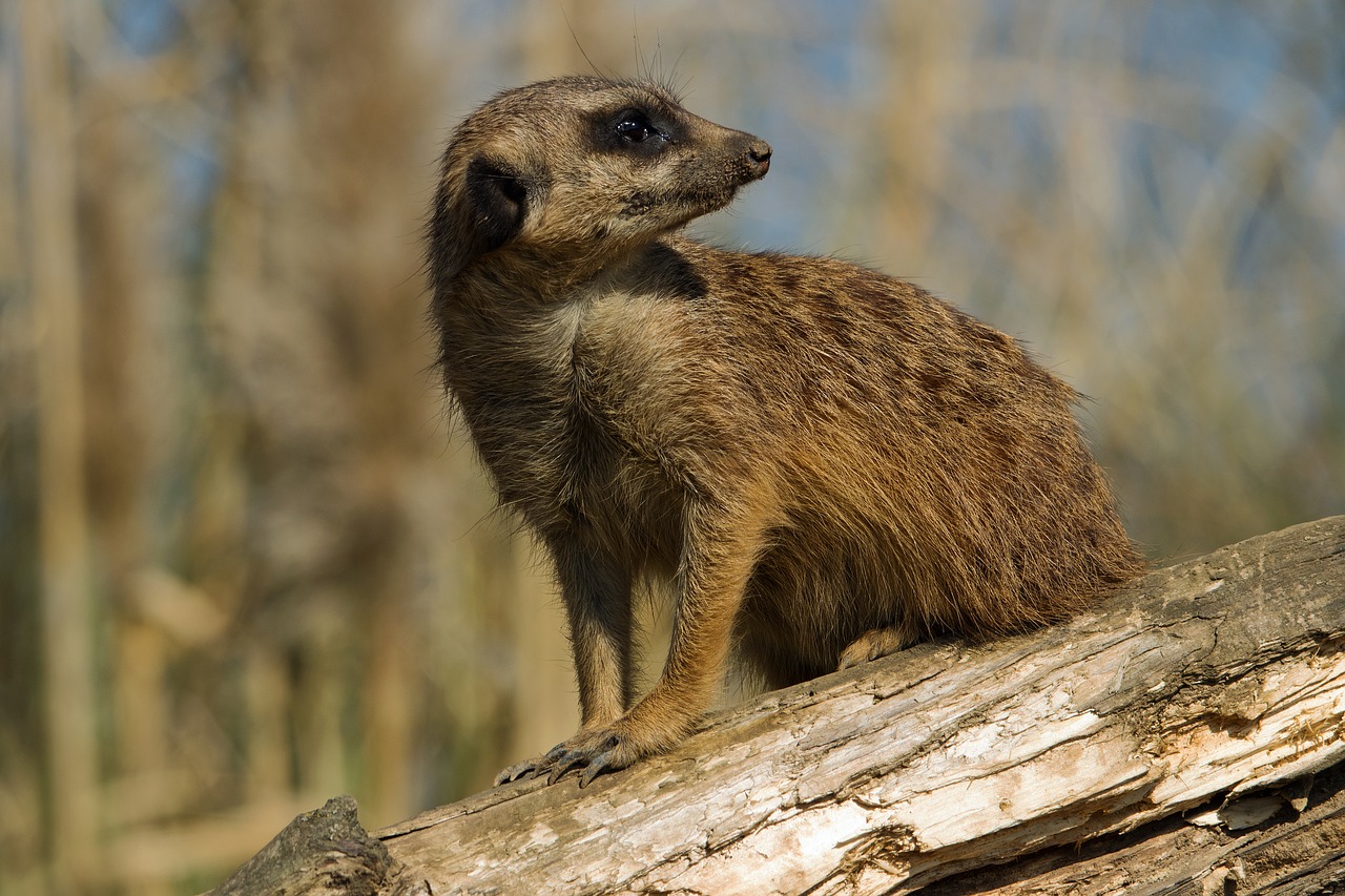 Meerkat, Zoologijos Sodas, Gyvūnas, Gamta, Mielas, Žinduolis, Įdomu, Laukinės Gamtos Fotografija, Nemokamos Nuotraukos,  Nemokama Licenzija