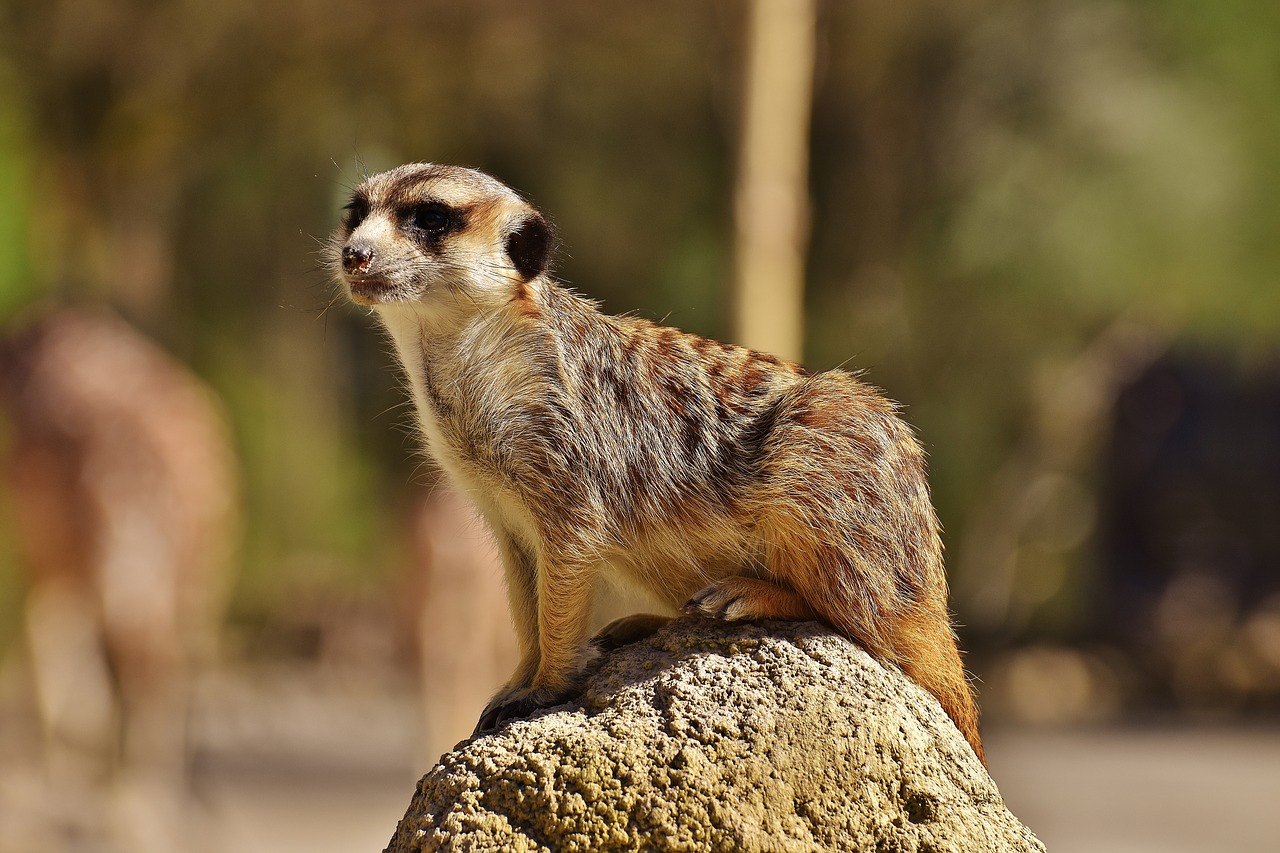 Meerkat, Mielas, Įdomu, Gyvūnas, Gamta, Žinduolis, Laukinės Gamtos Fotografija, Zoologijos Sodas, Portretas, Saldus