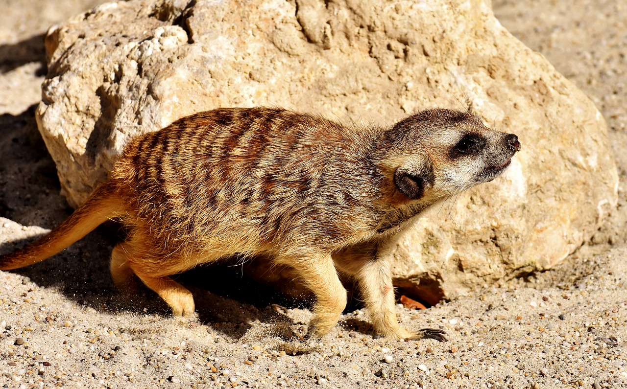 Meerkat, Mielas, Įdomu, Gyvūnas, Gamta, Žinduolis, Laukinės Gamtos Fotografija, Zoologijos Sodas, Portretas, Saldus