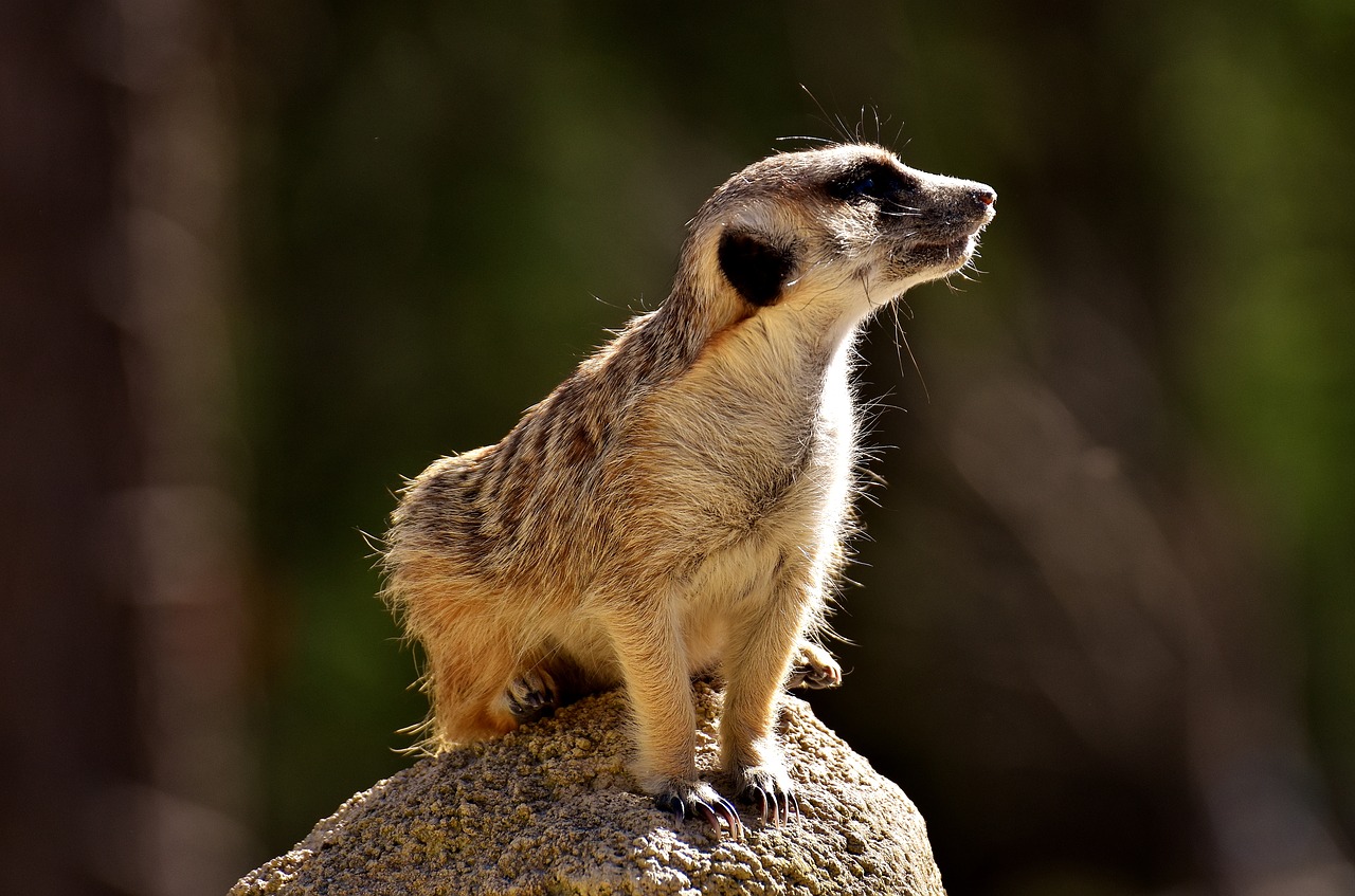 Meerkat, Mielas, Įdomu, Gyvūnas, Gamta, Žinduolis, Laukinės Gamtos Fotografija, Zoologijos Sodas, Portretas, Saldus