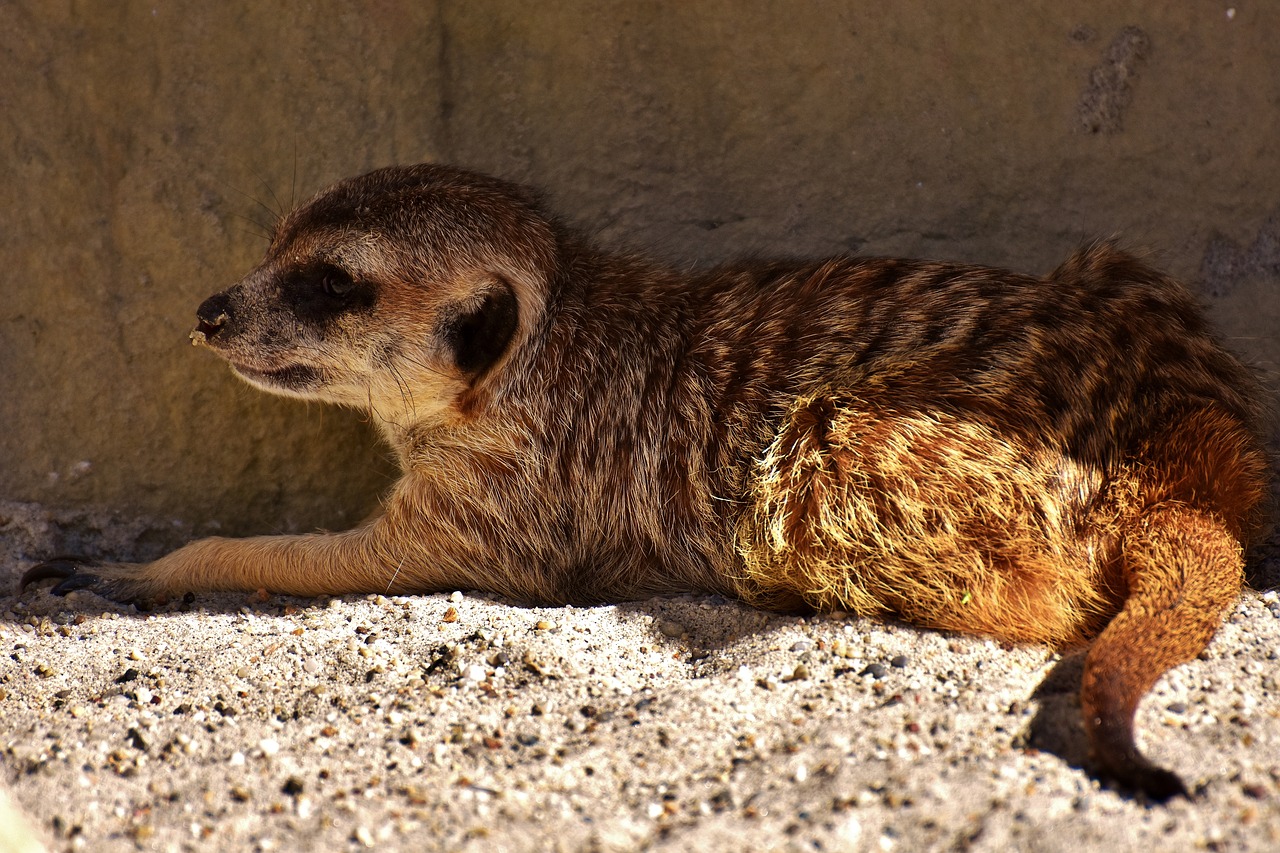 Meerkat, Mielas, Įdomu, Gyvūnas, Gamta, Žinduolis, Laukinės Gamtos Fotografija, Zoologijos Sodas, Portretas, Saldus