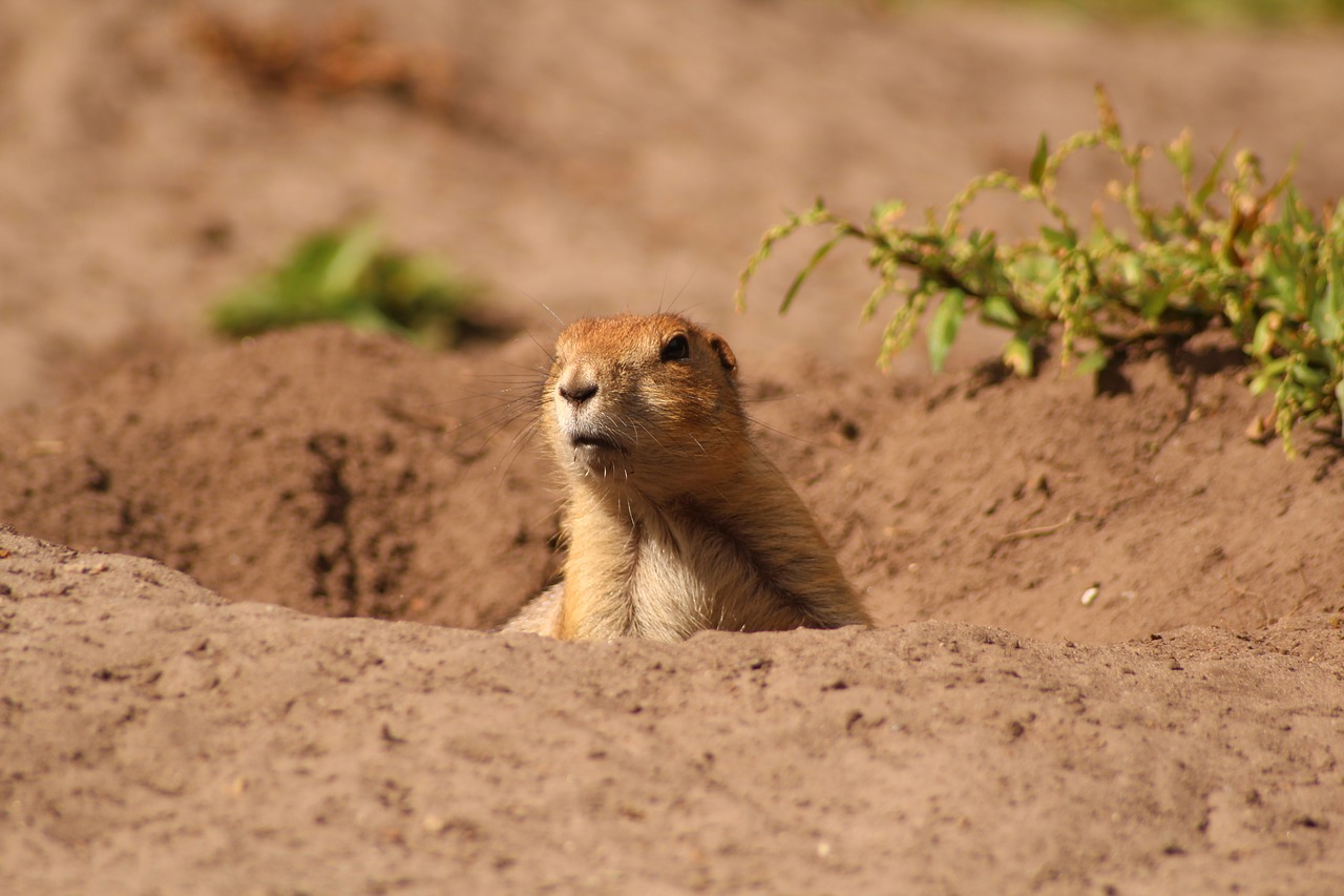 Meerkat, Mielas, Zoologijos Sodas, Įdomu, Tiergarten, Smėlis, Dykuma, Nemokamos Nuotraukos,  Nemokama Licenzija