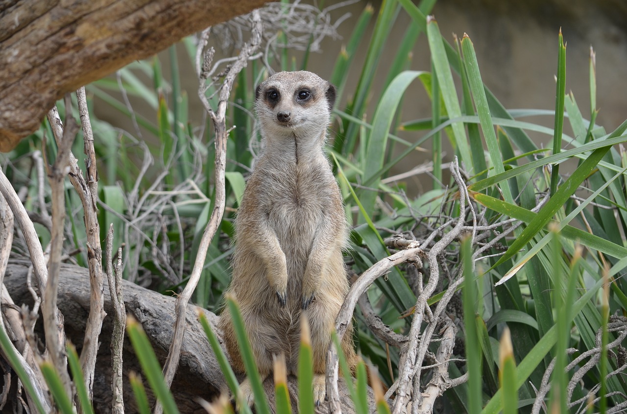 Meerkat, Žinduolis, Gyvūnas, Laukinė Gamta, Gamta, Mielas, Afrika, Zoologijos Sodas, Dykuma, Nemokamos Nuotraukos