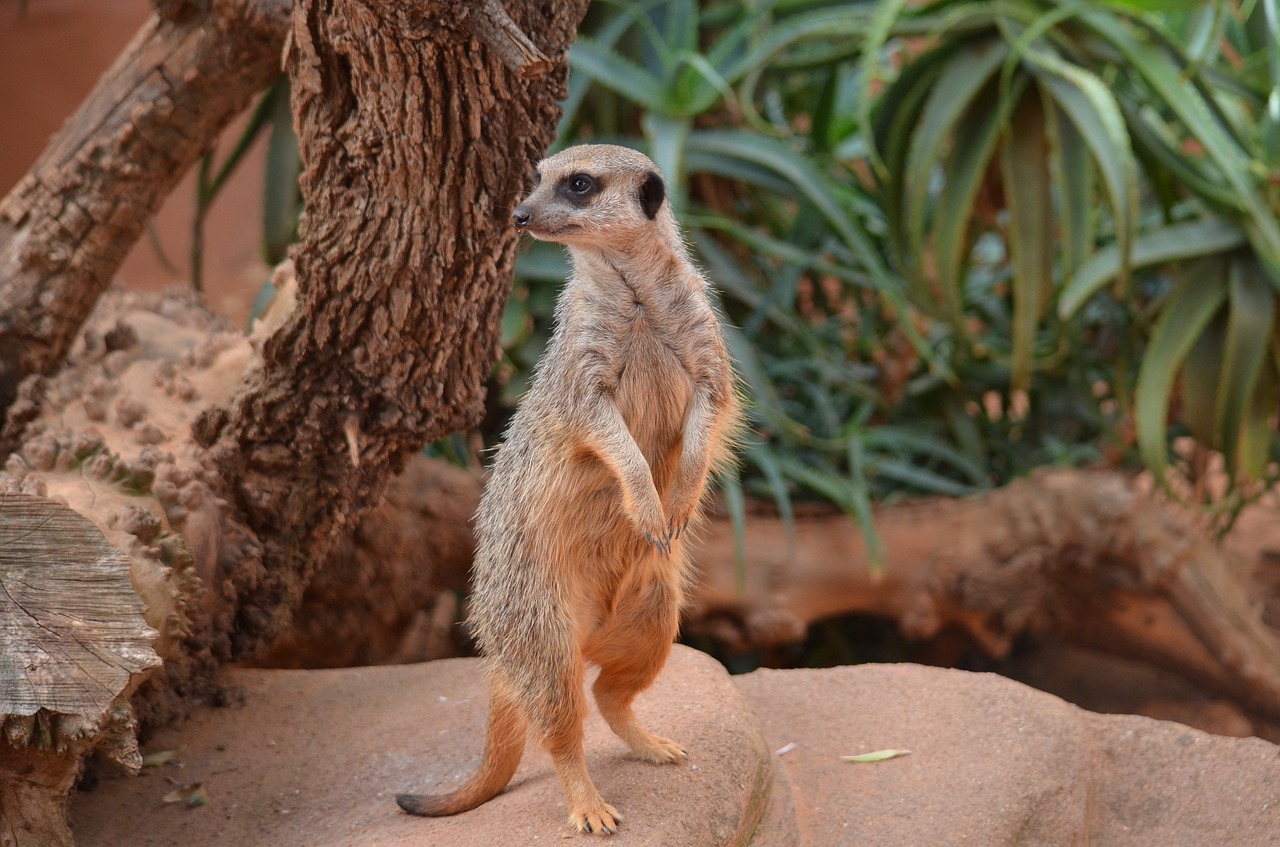 Meerkat, Žinduolis, Gyvūnas, Laukinė Gamta, Gamta, Mielas, Afrika, Zoologijos Sodas, Safari, Nemokamos Nuotraukos