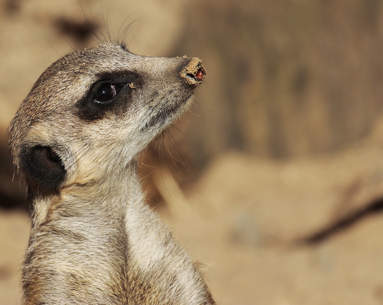 Meerkat, Gyvūnas, Laukinis Gyvūnas, Gamta, Įdomu, Apsauga, Zoologijos Sodas, Mažas, Mielas, Smėlis