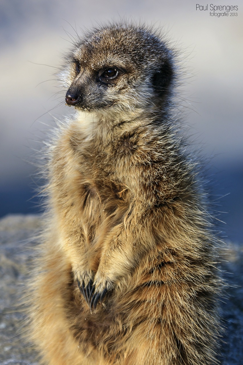 Meerkat, Gamta, Gyvūnai, Žinduolis, Laukiniai, Zoologijos Sodas, Nemokamos Nuotraukos,  Nemokama Licenzija