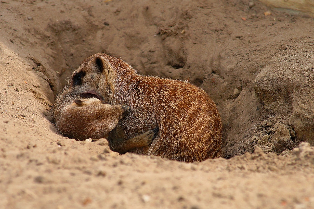 Meerkat, Bėga, Meercat, Žinduolis, Saldus, Juokinga, Scharrtier, Mielas, Gamta, Smėlis