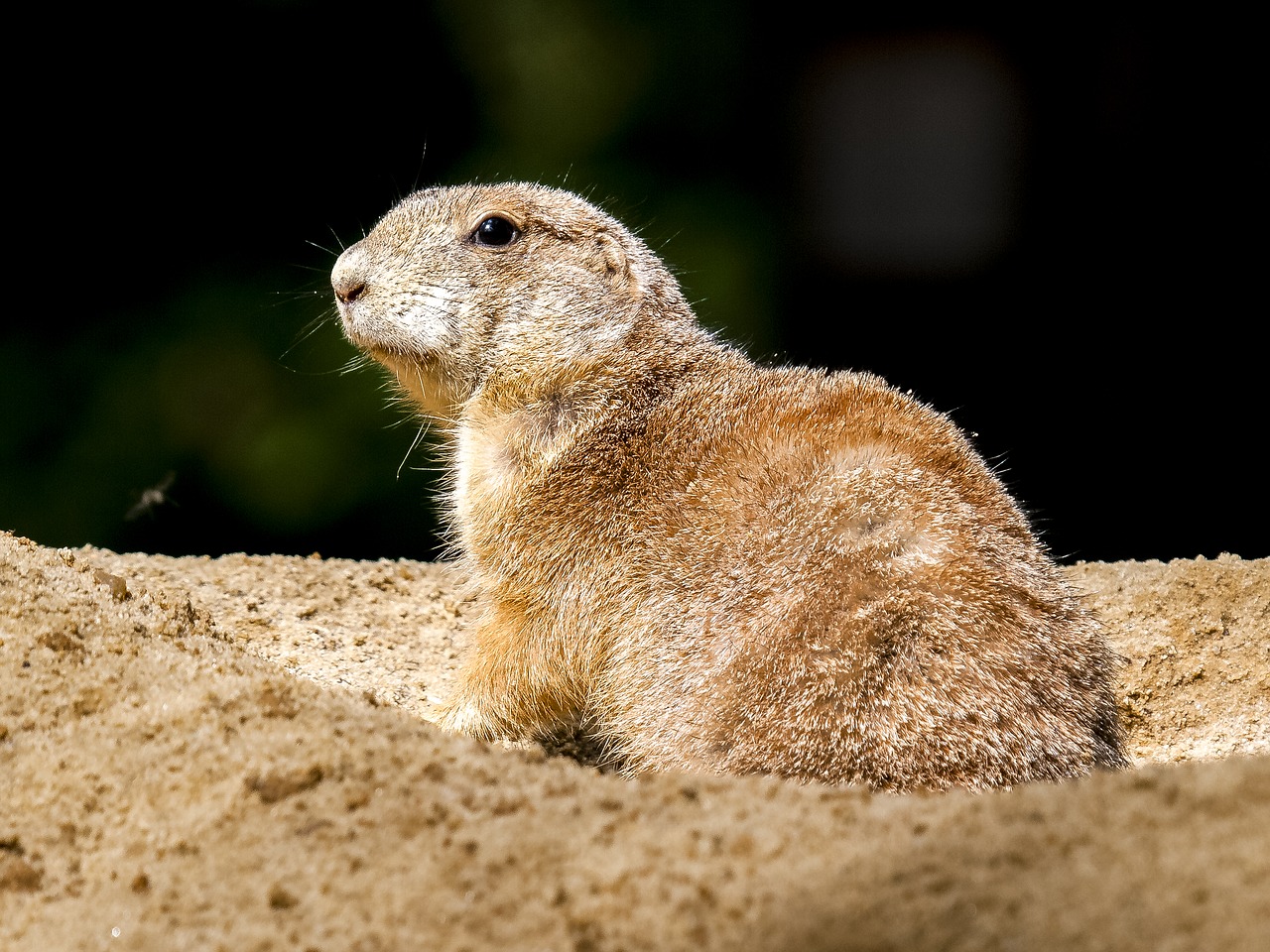 Meerkat, Žinduolis, Gyvūnas, Gamta, Nemokamos Nuotraukos,  Nemokama Licenzija