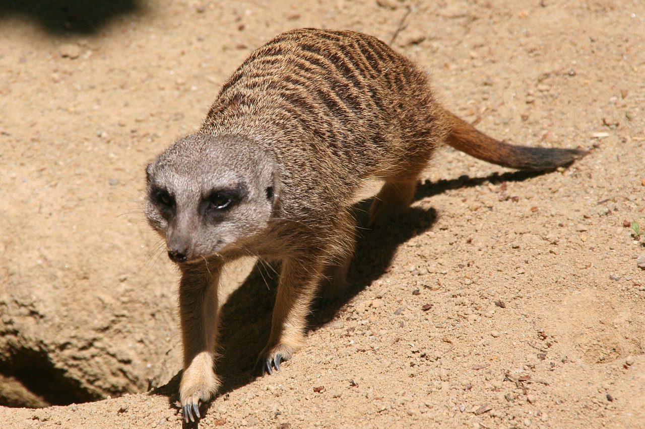 Meerkat, Tiergarten, Zoologijos Sodas, Nemokamos Nuotraukos,  Nemokama Licenzija