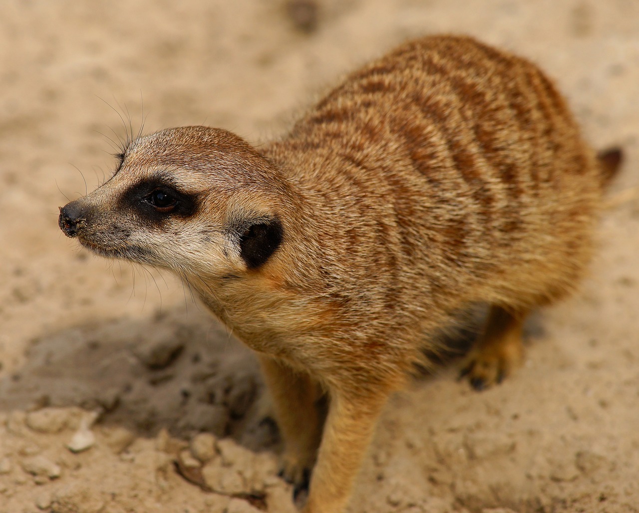 Meerkat, Įdomu, Dėmesio, Budrus, Žinduolis, Gyvūnas, Mielas, Apsauga, Gyvūnų Pasaulis, Uždaryti