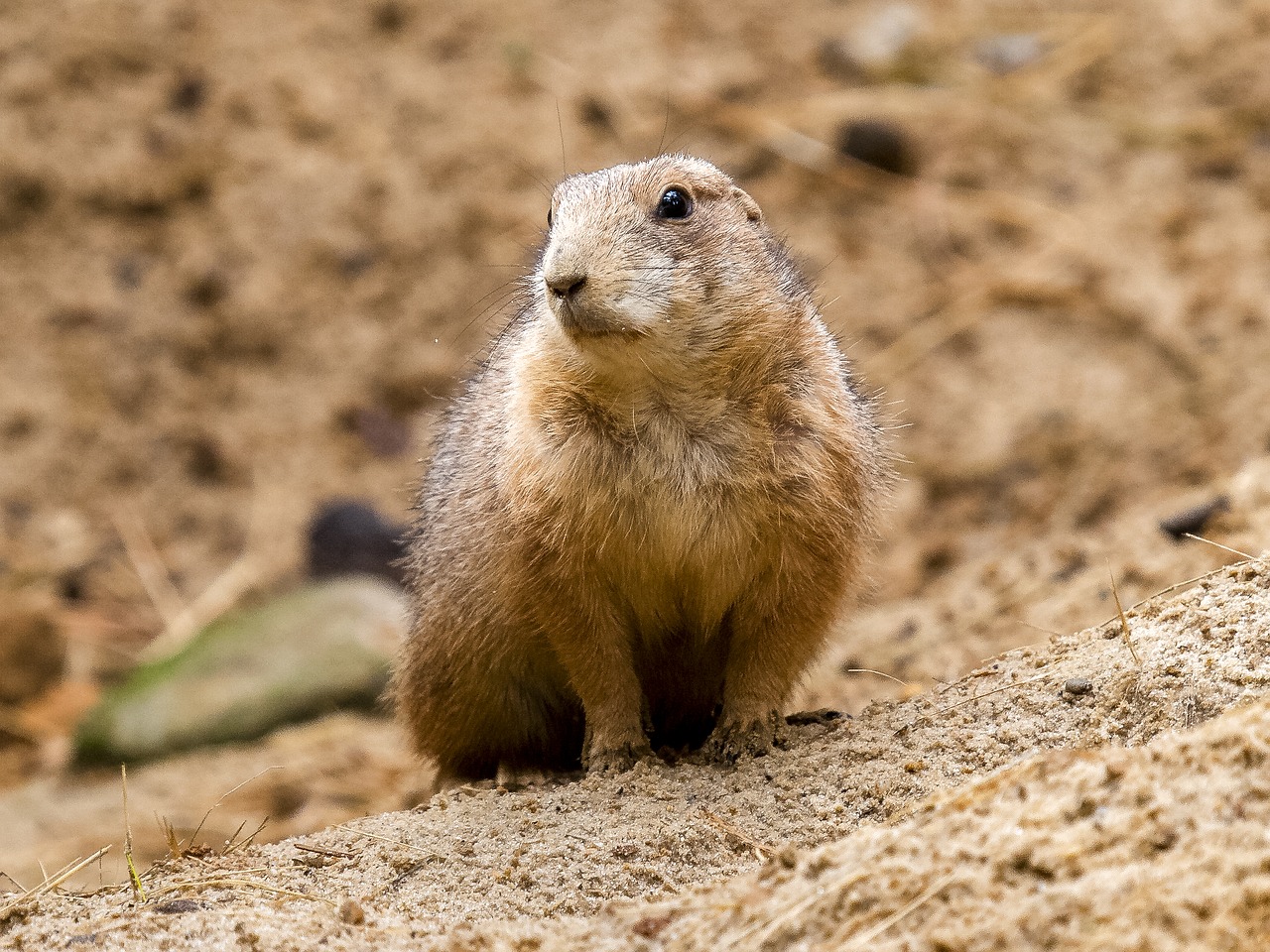 Meerkat, Gyvūnas, Žinduolis, Gamta, Nemokamos Nuotraukos,  Nemokama Licenzija