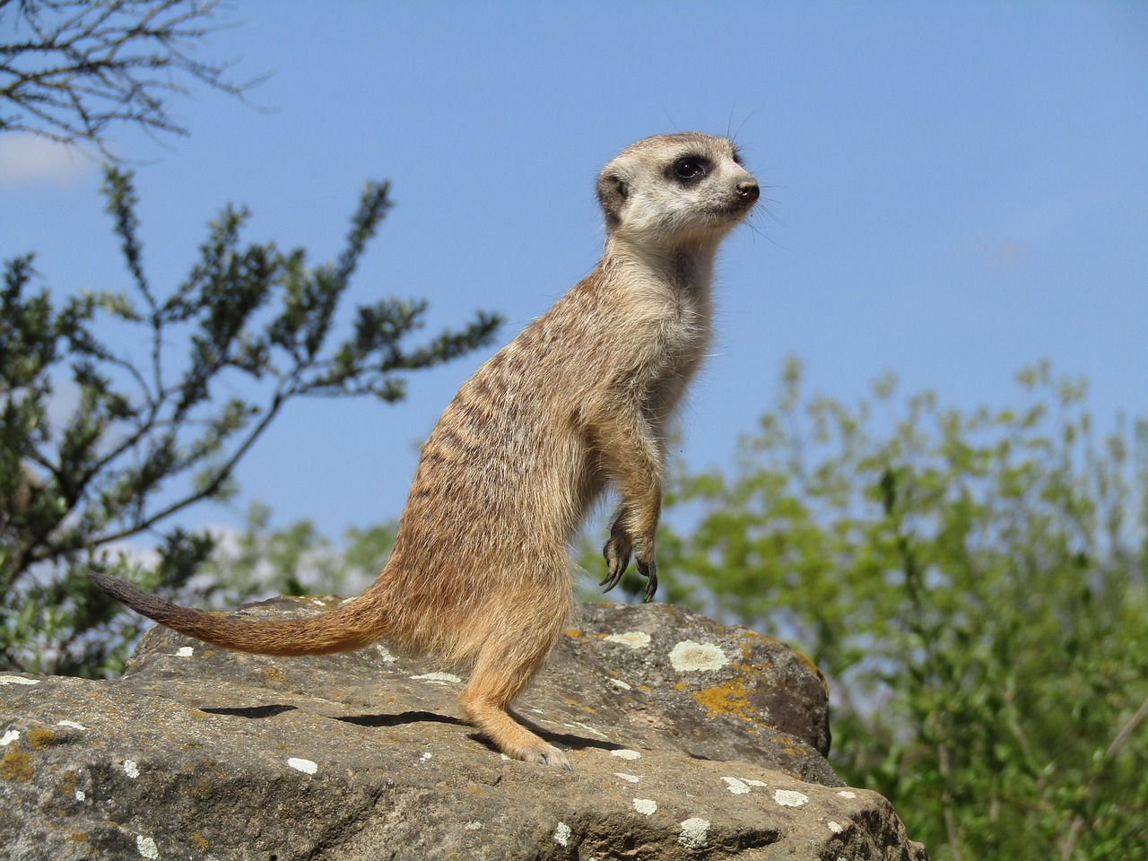 Meerkat, Zoologijos Sodas, Gyvūnas, Gamta, Mielas, Nemokamos Nuotraukos,  Nemokama Licenzija