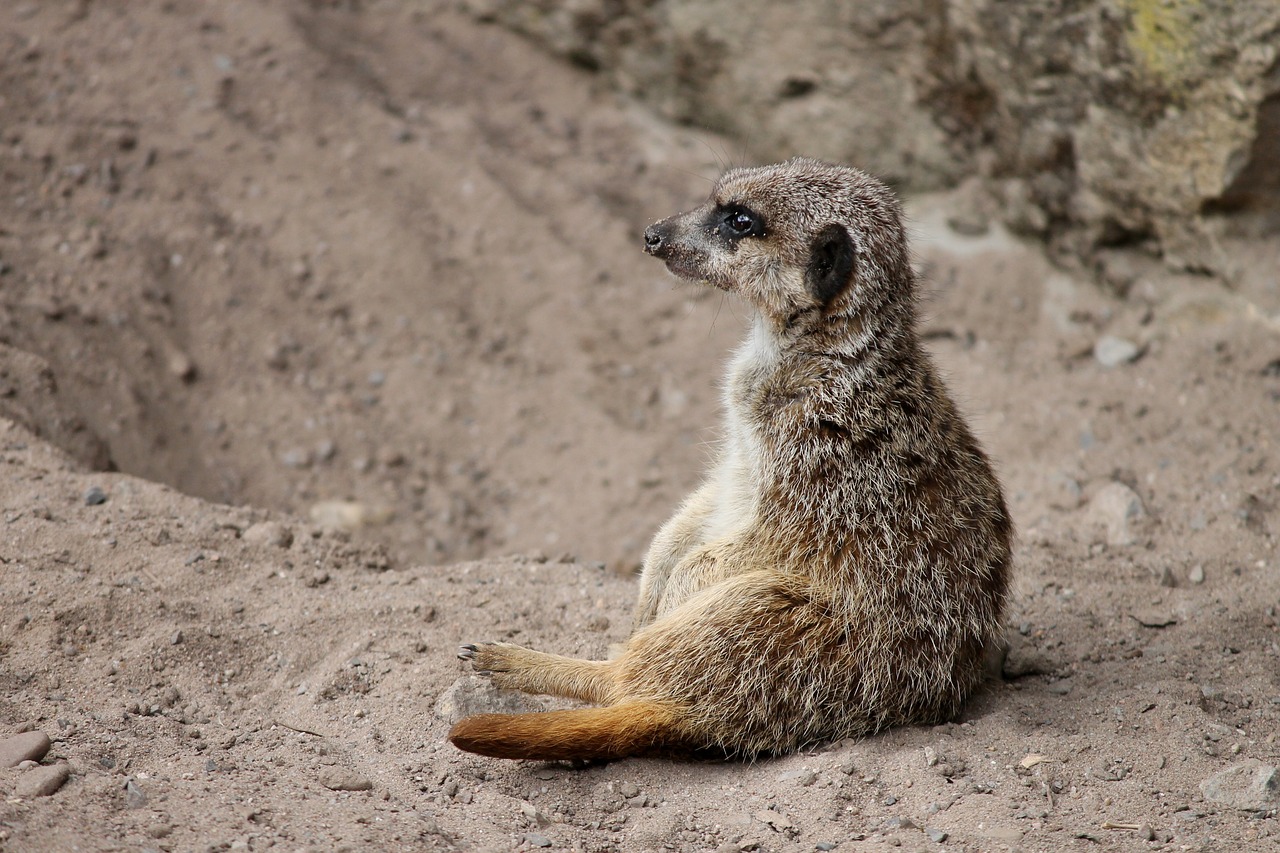 Meerkat, Mangoze, Scharrtier, Ausschau, Juokinga, Žiūrėti, Gyvūnas, Apsauga, Žinduolis, Aktyvus