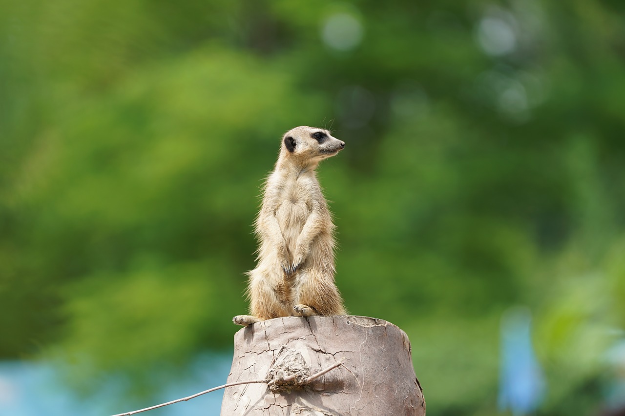 Meerkat, Žiūrėti, Apsauga, Žinduolis, Vadovas, Zoologijos Sodas, Saugok Akis, Dėmesio, Mielas, Sėdėti