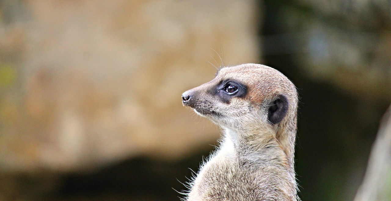 Meerkat, Mangoze, Scharrtier, Ausschau, Juokinga, Žiūrėti, Gyvūnas, Apsauga, Žinduolis, Aktyvus